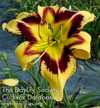 Daylily Spacecoast Painted Feather